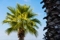 Coconut palm trees against blue sky, crown of a palm tree of coconut Royalty Free Stock Photo