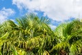 Coconut palm trees against blue sky, crown of a palm tree of coconut Royalty Free Stock Photo