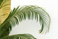 Coconut palm trees against blue sky, crown of a palm tree of coconut Royalty Free Stock Photo