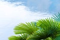 Coconut palm trees against blue sky, crown of a palm tree of coconut Royalty Free Stock Photo