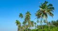 Coconut palm trees against blue sky Royalty Free Stock Photo