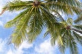 Coconut palm trees against blue sky with white clouds background Royalty Free Stock Photo