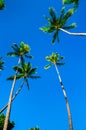 Coconut palm trees against clear blue sky in Honolulu, Hawaii Royalty Free Stock Photo