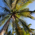 Coconut palm trees against sky Royalty Free Stock Photo
