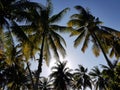 Coconut palm trees against sky Royalty Free Stock Photo