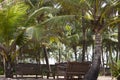 Coconut palm trees against the sky. GOA India beach. Branches of coconut palms under blue sky Royalty Free Stock Photo