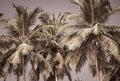 Coconut palm trees as a background Royalty Free Stock Photo