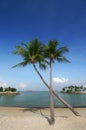 Coconut palm trees on beach Royalty Free Stock Photo