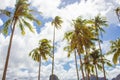 Coconut palm trees on the beach. Beautiful tropical landscape. Tropical breeze on the beach. Windy day on exotic island. Royalty Free Stock Photo