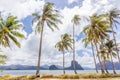 Coconut palm trees on the beach. Beautiful tropical landscape. Tropical breeze on the beach. Windy day on exotic island. Royalty Free Stock Photo