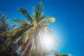 Coconut palm trees on beach and blue sky with cloud background. Vintage tone Royalty Free Stock Photo