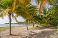 Coconut Palm Trees in tourist resort in Cuba