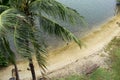 Coconut palm trees on the beach windy weather. View of nice tropical beach with palms around. Aerial view, drone background Royalty Free Stock Photo