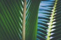 Coconut palm trees, beautiful tropical background. Royalty Free Stock Photo
