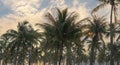 Coconut palm trees, beautiful tropical background Royalty Free Stock Photo