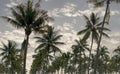 Coconut palm trees, beautiful tropical background Royalty Free Stock Photo