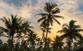 Coconut palm trees, beautiful tropical background Royalty Free Stock Photo