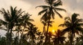 Coconut palm trees, beautiful tropical background Royalty Free Stock Photo