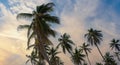 Coconut palm trees, beautiful tropical background Royalty Free Stock Photo