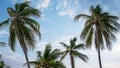 Coconut palm trees, beautiful tropical background Royalty Free Stock Photo