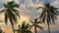 Coconut palm trees, beautiful tropical background Royalty Free Stock Photo