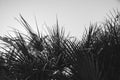 Coconut palm trees, beautiful tropical background, vintage filter Royalty Free Stock Photo