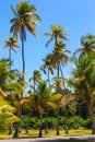 Coconut palm trees, beautiful tropical jungle background.