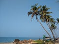 Coconut palm trees, blue sky background Royalty Free Stock Photo