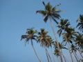 Coconut palm trees, blue sky background Royalty Free Stock Photo