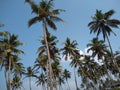 Coconut palm trees, blue sky background Royalty Free Stock Photo