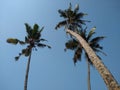 Coconut palm trees, blue sky background Royalty Free Stock Photo