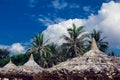 Coconut palm trees on blue sky background Royalty Free Stock Photo