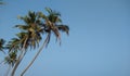 Coconut palm trees, blue sky background, Kerala Royalty Free Stock Photo