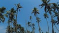 Coconut palm trees, blue sky background, Kerala Royalty Free Stock Photo