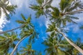 Coconut palm trees with blue sky, beautiful tropical background. Idyllic natural concept Royalty Free Stock Photo