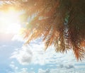 Coconut palm trees and blue sky with sun light and clouds. Happy holiday and tropical resort background Royalty Free Stock Photo