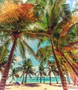 Coconut palm trees in Bois Jolan beach Royalty Free Stock Photo