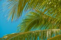 Coconut Palm trees branch. Tropical nature. Summer vacations in Florida. Blue sky on background. Ocean paradise.