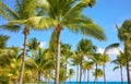 Coconut palm trees on a Caribbean beach, Mexico Royalty Free Stock Photo