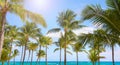 Coconut palm trees on a Caribbean beach, Mexico Royalty Free Stock Photo