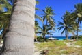 Coconut palm trees Caribbean tropical beach Royalty Free Stock Photo