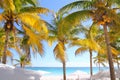 Coconut palm trees Caribbean tropical beach Royalty Free Stock Photo