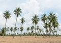 Coconut palm trees and Cassava plantation Royalty Free Stock Photo