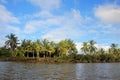 Coconut palm trees, Cayapas River, Esmeraldas province, Ecuador Royalty Free Stock Photo