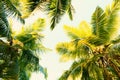 Coconut palm trees on clear summer sky. Tropical background. Low Angle View.  Toned image Royalty Free Stock Photo