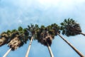 Coconut palm trees Royalty Free Stock Photo