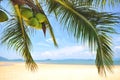 Coconut palm trees with coconuts fruit on tropical beach background Royalty Free Stock Photo
