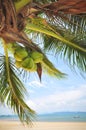 Coconut palm trees with coconuts fruit on tropical beach background Royalty Free Stock Photo