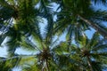 Coconut palm trees with coconuts perspective view Royalty Free Stock Photo