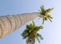 Coconut palm trees (Cocos nucifera) Royalty Free Stock Photo